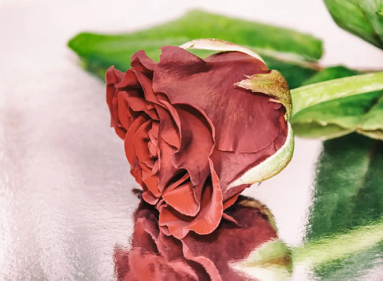 Le rose instancabili che fioriscono tutta l’estate senza cure: ecco le varietà spettacolari