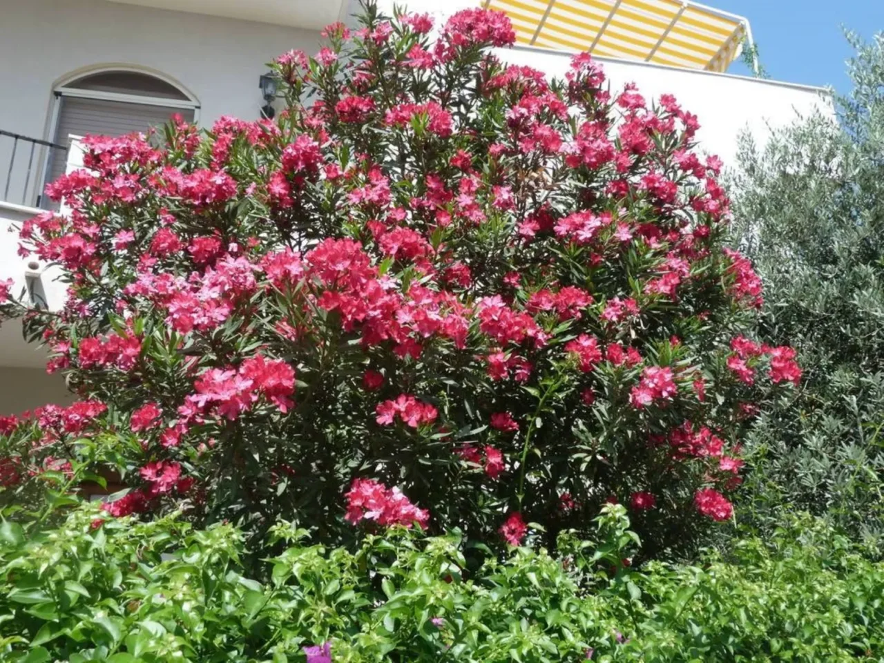 Non togliere la protezione alle piante troppo presto: ecco il momento esatto per non ucciderle