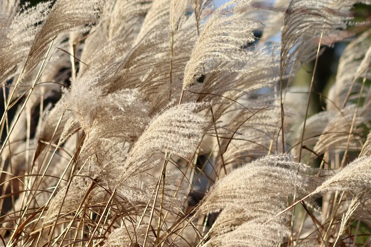 Allerta vento forte? Ecco il trucco rapido per salvare le tue piante prima che sia troppo tardi